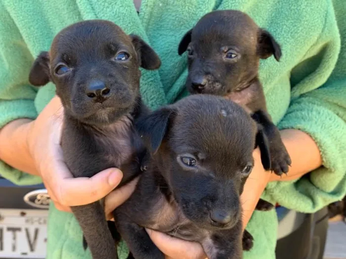 Cachorro ra a Vira Lata idade Abaixo de 2 meses nome Filhotes 