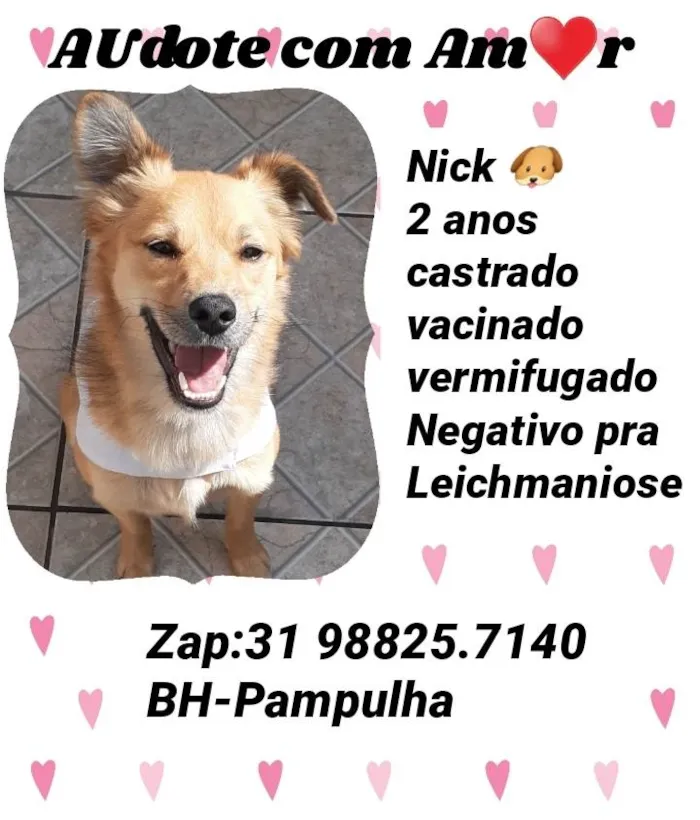 Cachorro ra a Srd idade 2 anos nome Nick