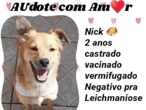 Cachorro raça Srd idade 2 anos nome Nick