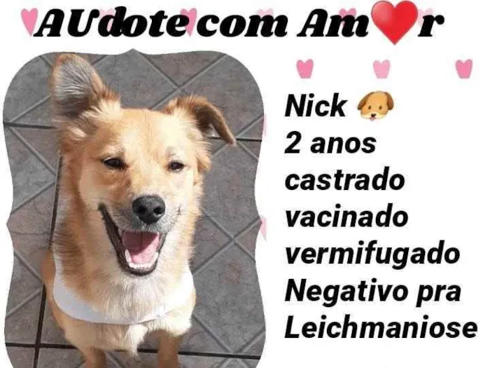 Cachorro ra a Srd idade 2 anos nome Nick