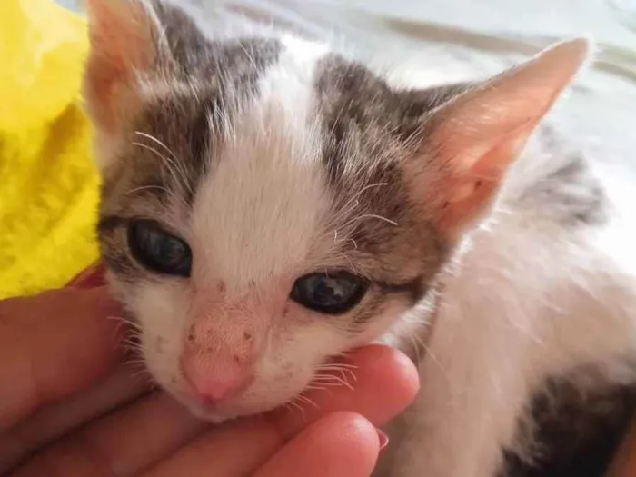 Gato ra a Sem raça definida  idade 2 a 6 meses nome Malu