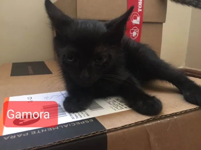 Gato ra a Felino SRD idade 2 a 6 meses nome Gamora