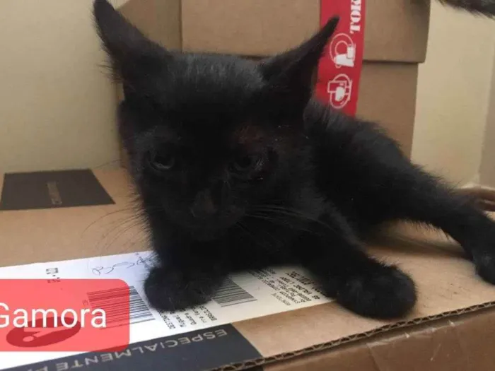 Gato ra a Felino SRD idade 2 a 6 meses nome Gamora