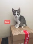 Dara