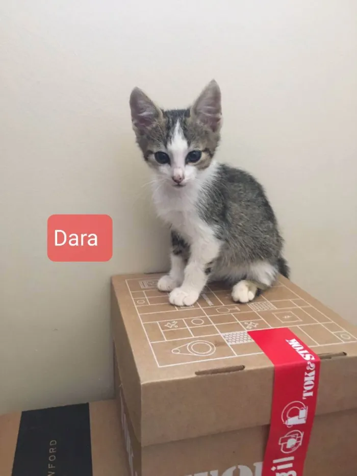 Gato ra a Felino SRD idade 2 a 6 meses nome Dara