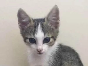 Gato raça Felino SRD idade 2 a 6 meses nome Dara