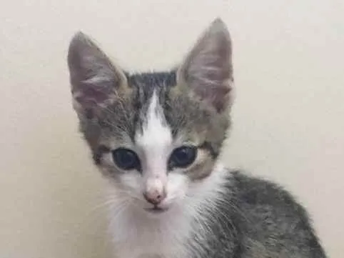 Gato ra a Felino SRD idade 2 a 6 meses nome Dara