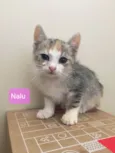 Nala