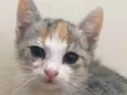 Nala