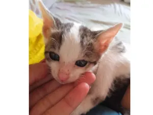 Gato raça Sem raça definida  idade 2 a 6 meses nome Malu