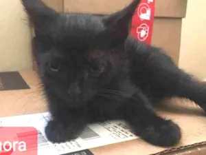 Gato raça Felino SRD idade 2 a 6 meses nome Gamora