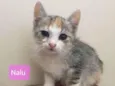 Nala