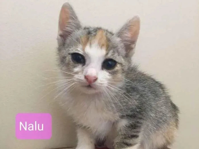 Gato ra a Felino SRD idade 2 a 6 meses nome Nala