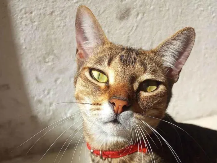 Gato ra a SRD idade 2 anos nome Coral