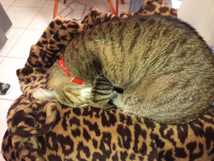 Gato ra a SRD idade 2 anos nome Coral