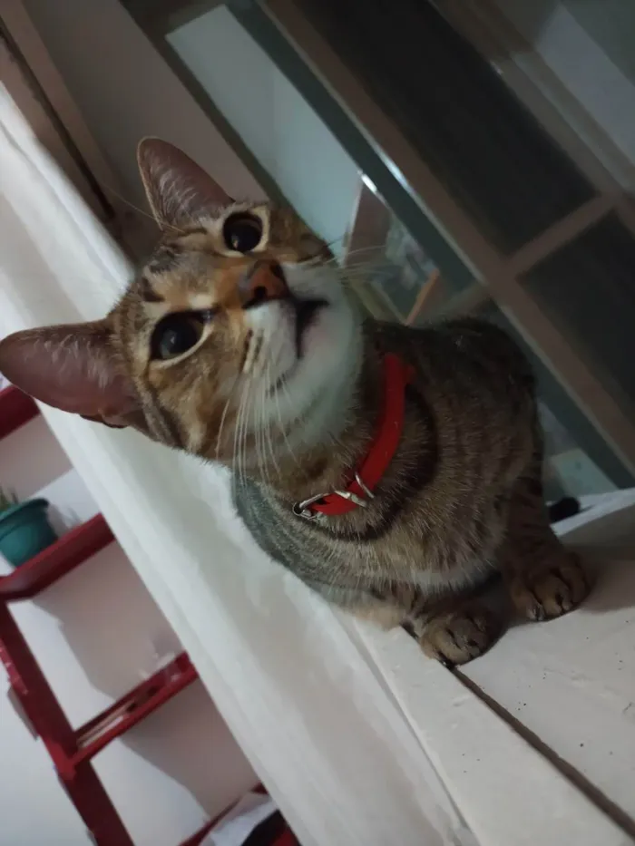 Gato ra a SRD idade 2 anos nome Coral