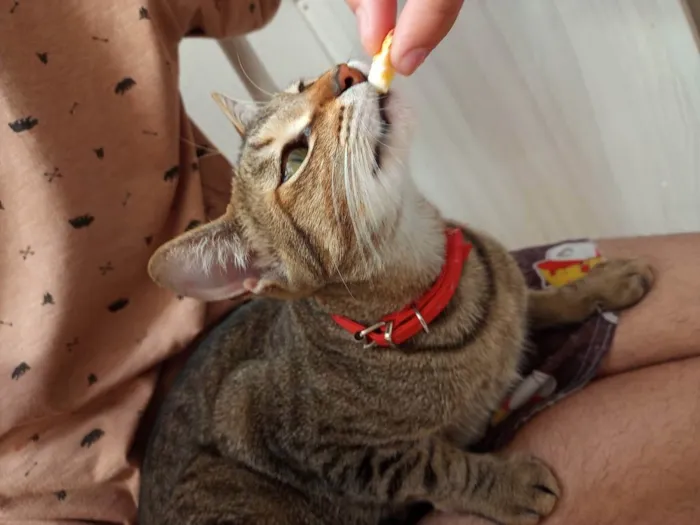 Gato ra a SRD idade 2 anos nome Coral