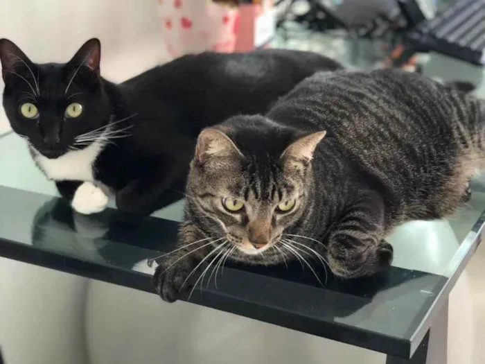 Gato ra a SRD idade 1 ano nome Juka e Théo