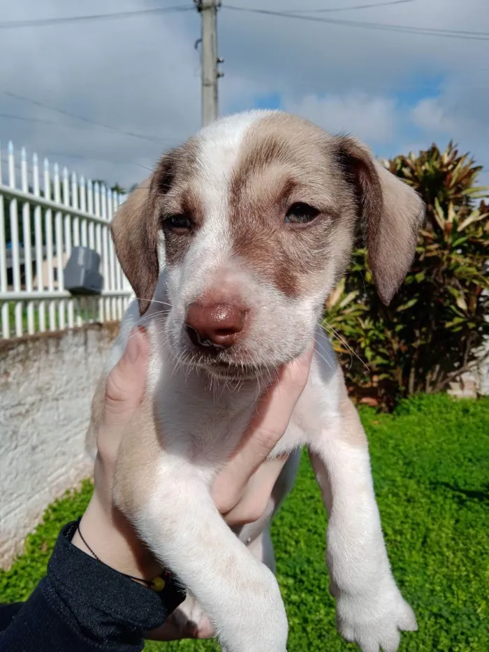 Cachorro ra a Vira Lata idade 2 a 6 meses nome Faísca e Fumaça 