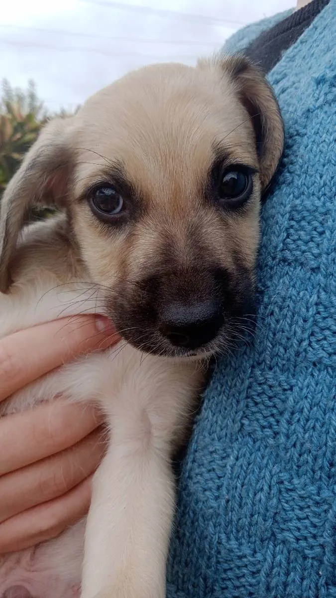 Cachorro ra a Vira Lata idade 2 a 6 meses nome Faísca e Fumaça 