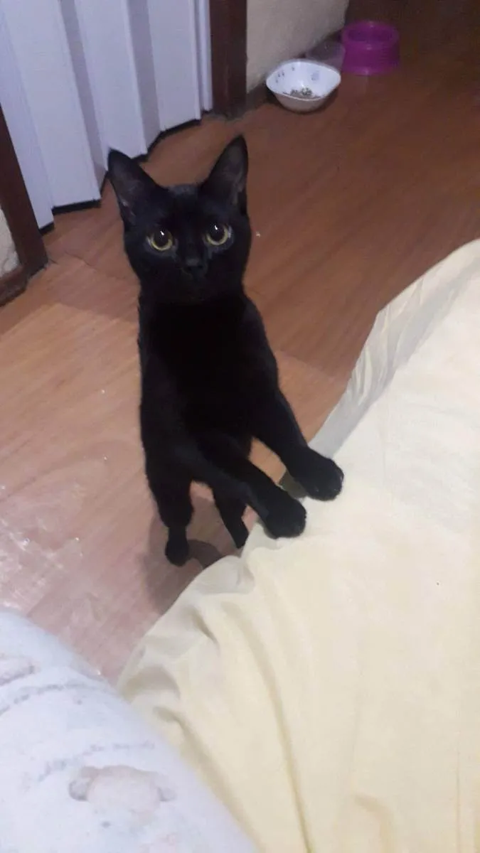Gato ra a Não idade 7 a 11 meses nome Ravena