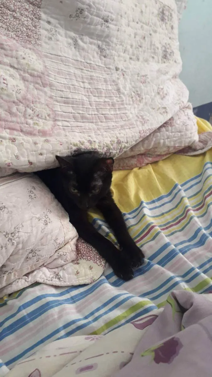 Gato ra a Não idade 7 a 11 meses nome Ravena