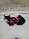 Bruninho
