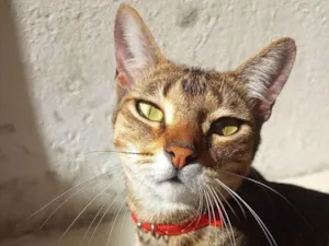 Gato raça SRD idade 2 anos nome Coral