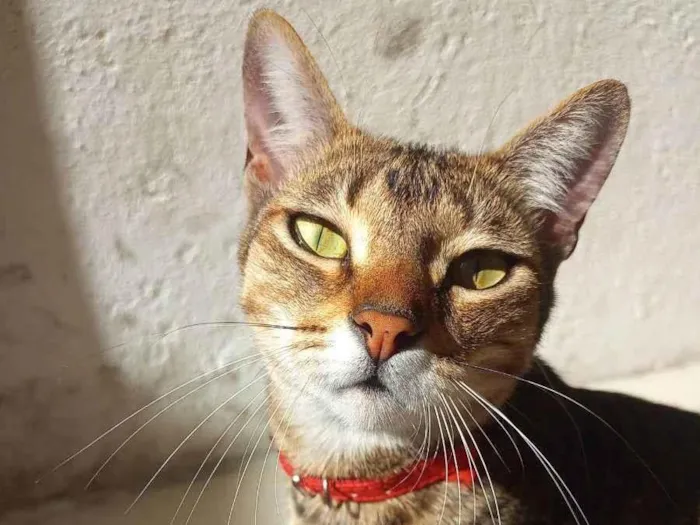 Gato ra a SRD idade 2 anos nome Coral