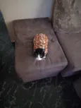 Bruninho
