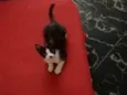 Bruninho