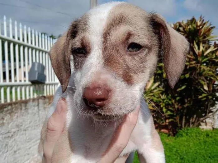 Cachorro ra a Vira Lata idade 2 a 6 meses nome Faísca e Fumaça 