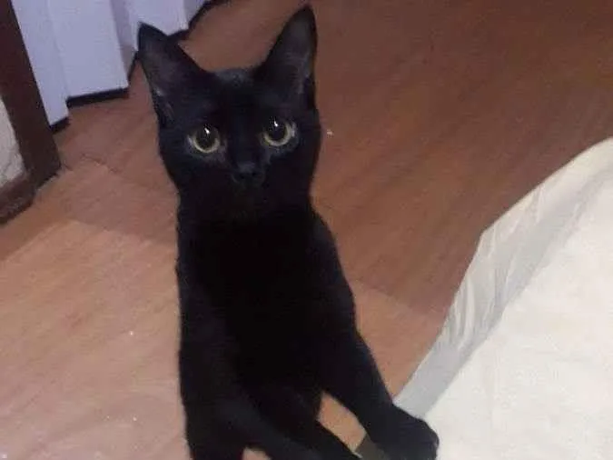 Gato ra a Não idade 7 a 11 meses nome Ravena