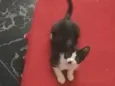 Bruninho