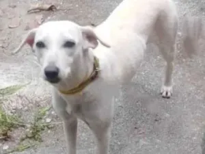 Cachorro raça Vira lata  idade 7 a 11 meses nome Branquinha 