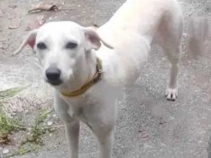 Cachorro ra a Vira lata  idade 7 a 11 meses nome Branquinha 