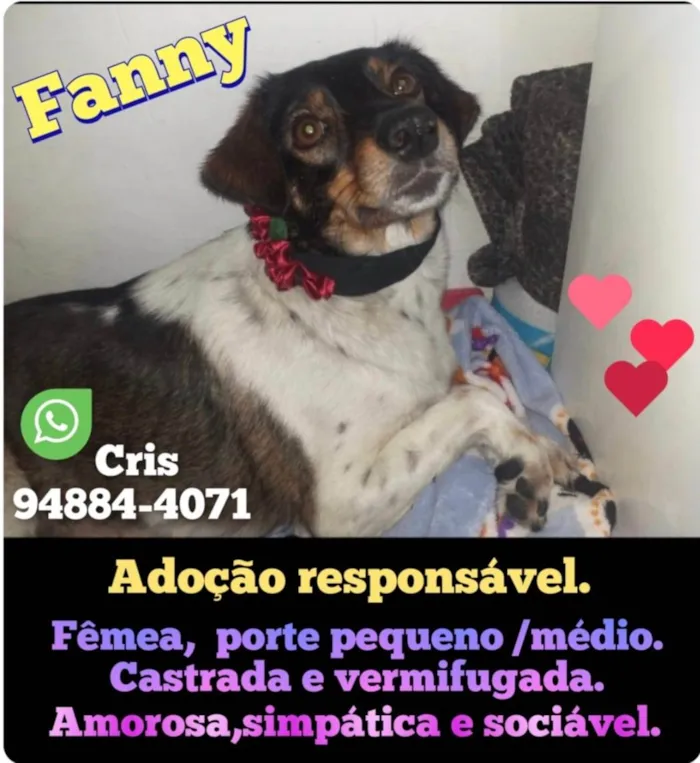Cachorro raça Srd idade 2 anos nome Fanny 