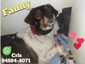Cachorro raça Srd idade 2 anos nome Fanny 