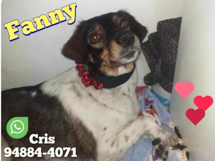 Cachorro raça Srd idade 2 anos nome Fanny 