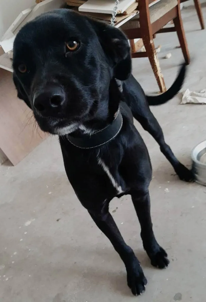 Cachorro raça Srd idade 1 ano nome Heitor