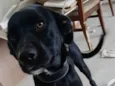 Cachorro raça Srd idade 1 ano nome Heitor