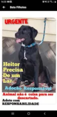 Cachorro raça Srd idade 1 ano nome Heitor
