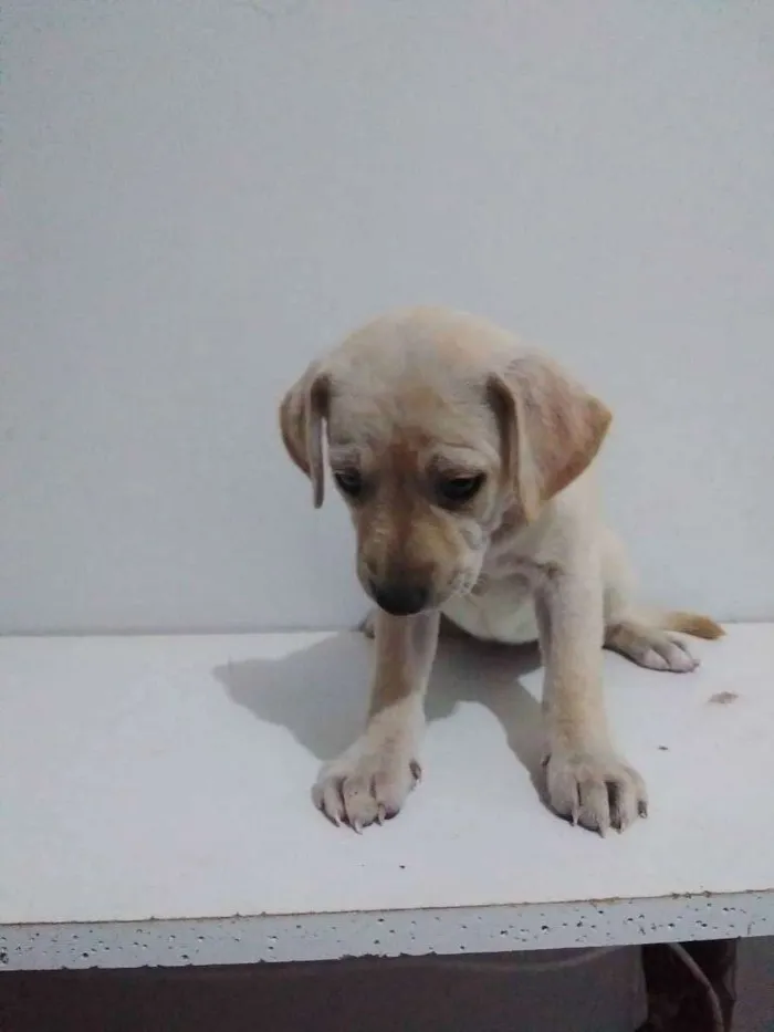 Cachorro ra a Viralata idade Abaixo de 2 meses nome Não tem nome