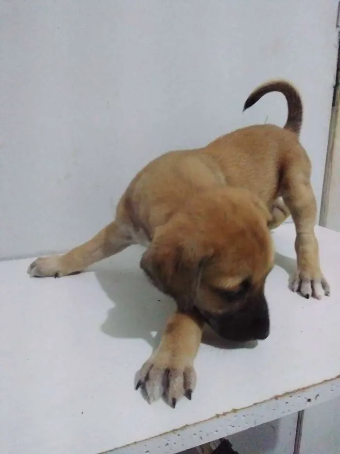 Cachorro ra a Viralata idade Abaixo de 2 meses nome Não tem nome