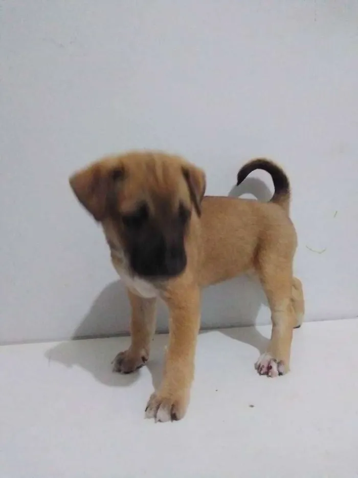 Cachorro ra a Viralata idade Abaixo de 2 meses nome Não tem nome