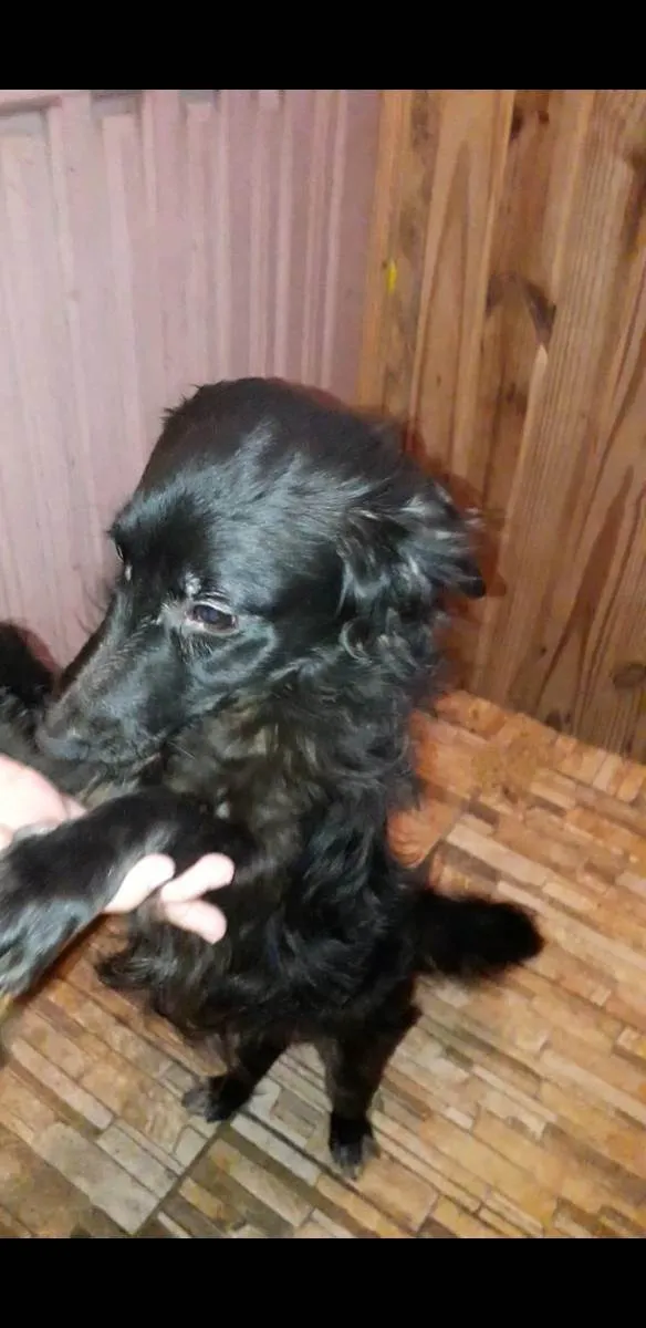 Cachorro ra a Não tem raça definida idade 7 a 11 meses nome Pituco 