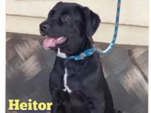 Cachorro raça Srd idade 1 ano nome Heitor