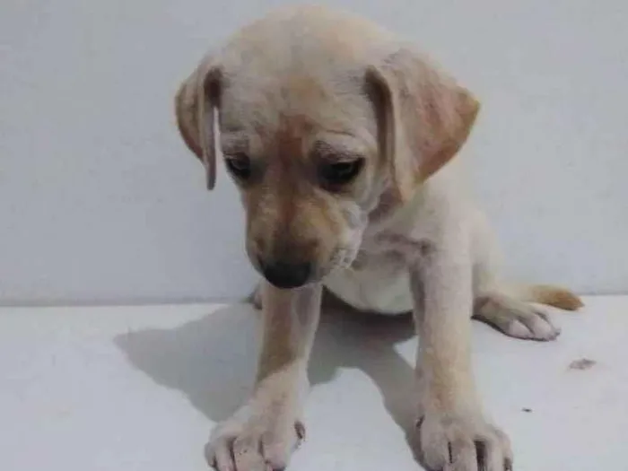 Cachorro ra a Viralata idade Abaixo de 2 meses nome Não tem nome