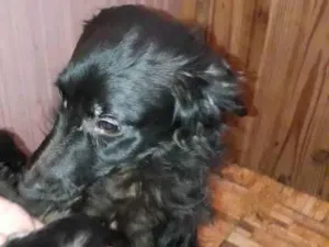 Cachorro raça Não tem raça definida idade 7 a 11 meses nome Pituco 