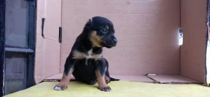Cachorro raça SRD idade Abaixo de 2 meses nome Orelha
